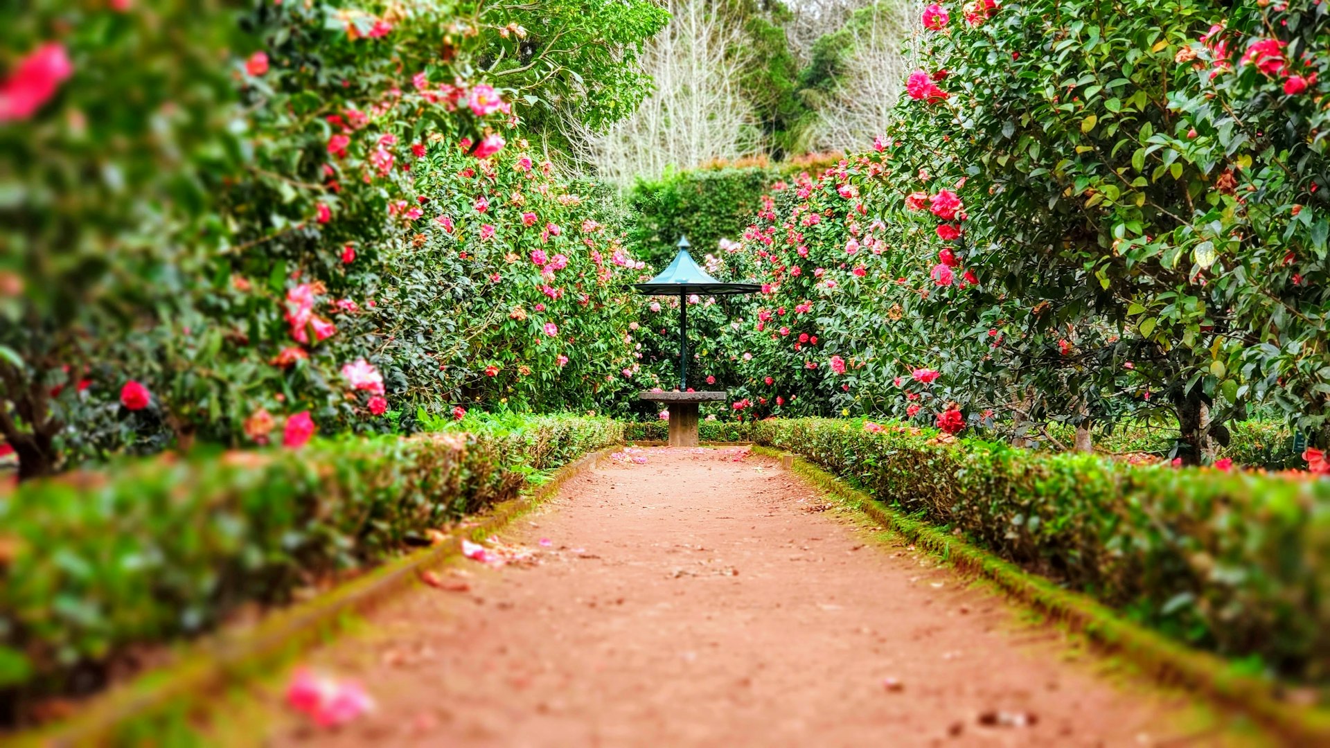 Jardin paysager verdoyant