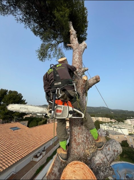 Élagage en grimpe dans un pin
